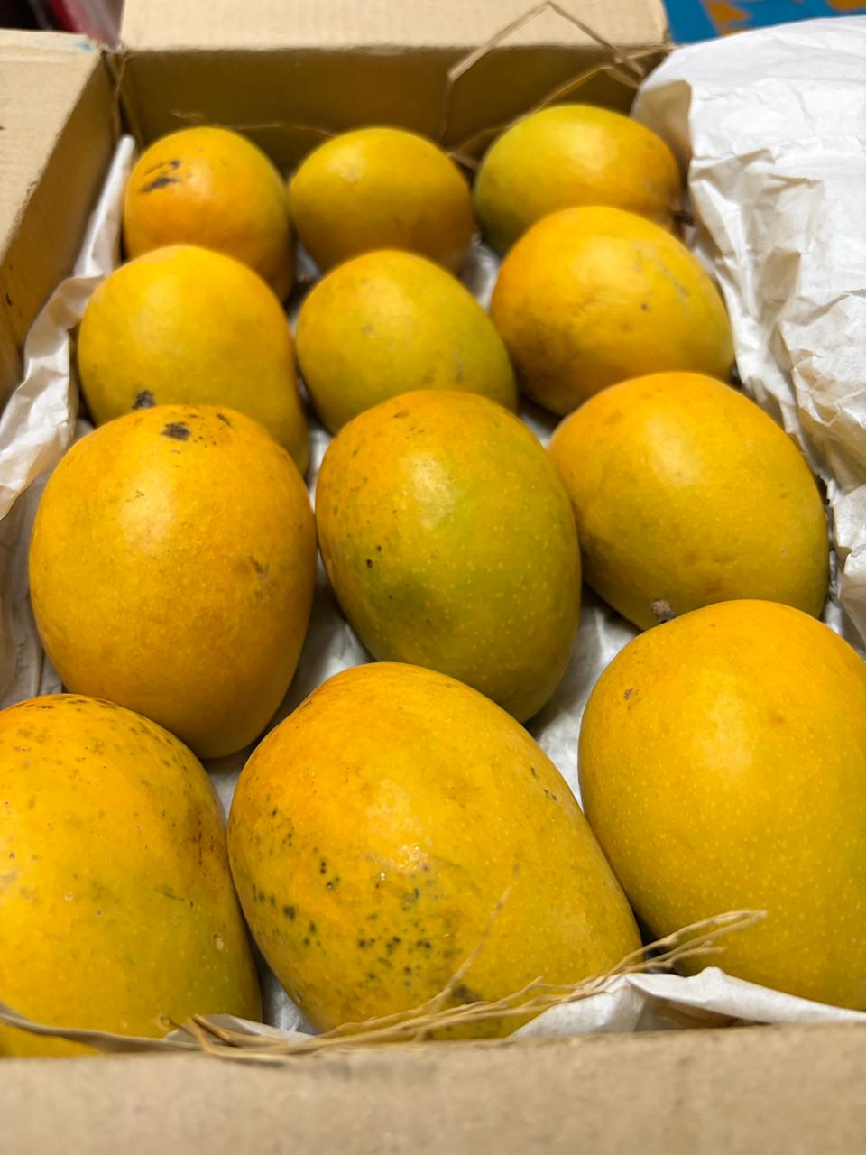 Fresh MangoMitra Alphonso mangoes packed in a delivery box