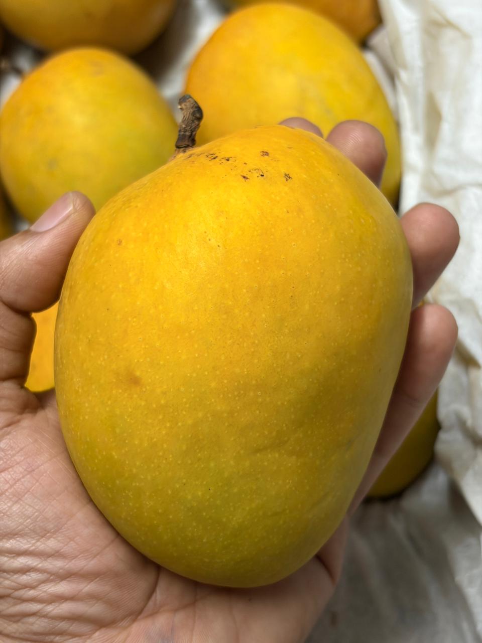 XL Alphonso mango held in hand
